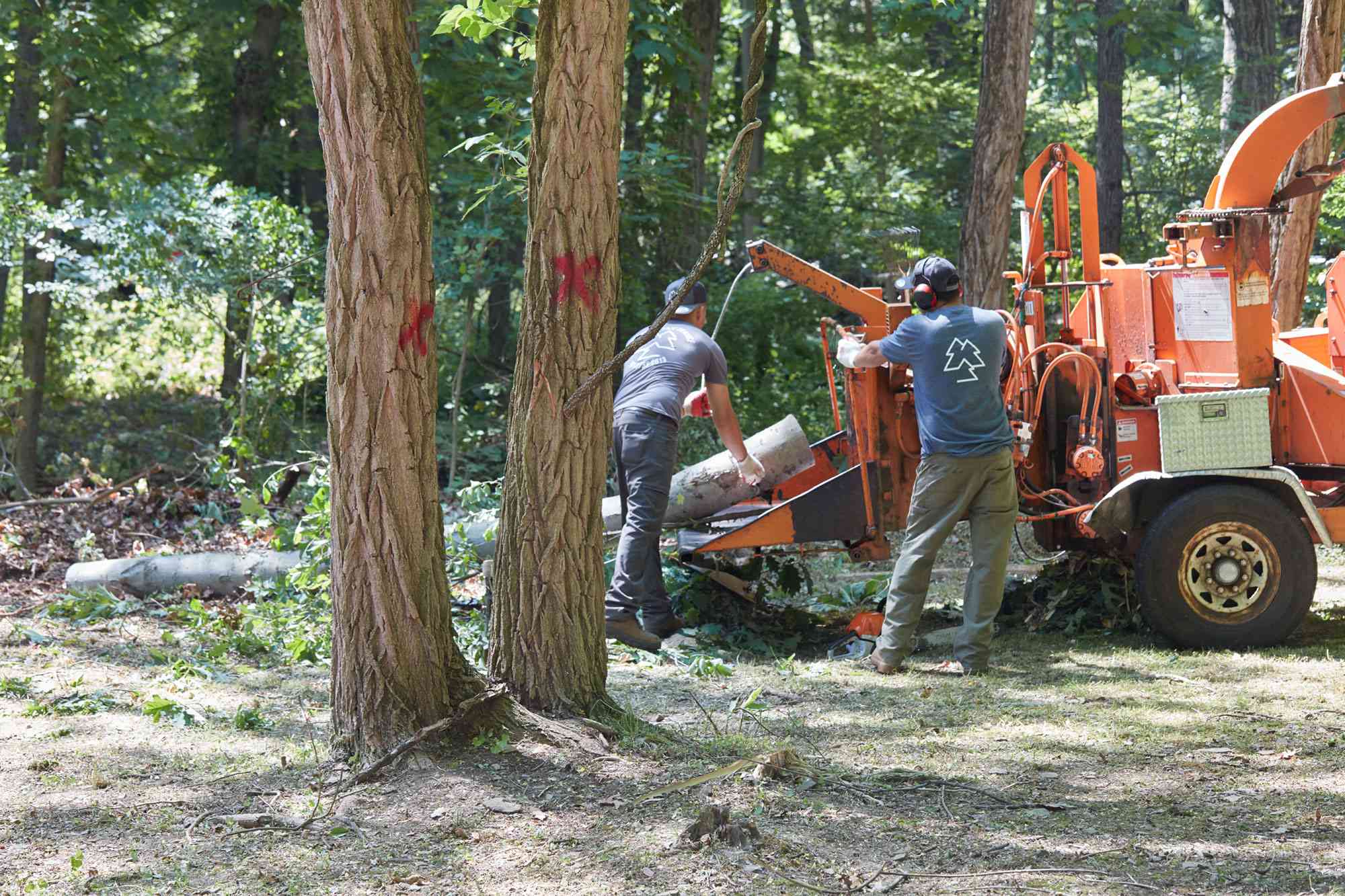 Stump Eater Tree Service: Transforming Your Landscape One Stump at a Time