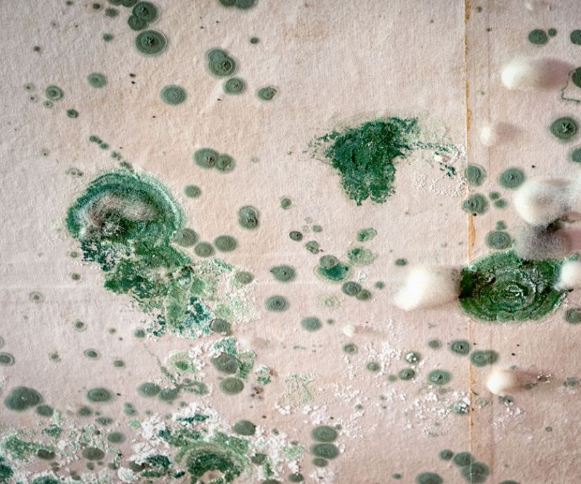 Mould Removal